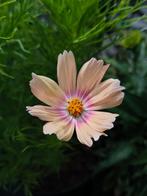 Cosmea A. Lemonade zaden, Ophalen of Verzenden, Voorjaar, Volle zon, Zaad