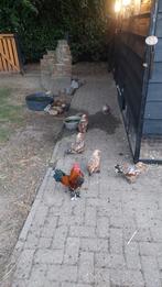 Sabelpootkriel, Dieren en Toebehoren, Pluimvee, Meerdere dieren, Kip