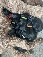 Australian Labradoodle Pups, Dieren en Toebehoren, Honden | Retrievers, Spaniëls en Waterhonden, Overige rassen, 8 tot 15 weken