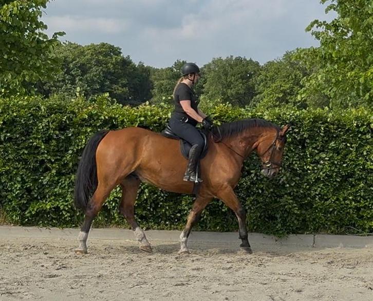 Vriendelijke volwassen (18+) en gevorderde bijrijder gezocht, Dieren en Toebehoren, Paarden en Pony's | Overige Paardenspullen
