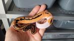 1.0 OD Pied het Clown                     ball python regius, Dieren en Toebehoren, Reptielen en Amfibieën, Slang