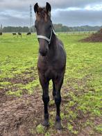 Fries hengstveulen, Dieren en Toebehoren, Paarden, Minder dan 160 cm, Niet van toepassing, Dressuurpaard, Hengst