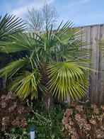 Prachtige Trachycarpus Fortunei Palmboom, Tuin en Terras, Ophalen, Halfschaduw, 100 tot 250 cm, Zomer