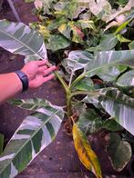 Musa Florida te koop, Ophalen of Verzenden, Overige soorten, Minder dan 100 cm