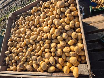 Frieslander aardappelen beschikbaar voor biedingen