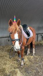 Verzorgster gezocht Soest, Dieren en Toebehoren