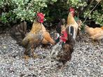Haan Serama uit mei 2025, Dieren en Toebehoren, Mannelijk, Kip