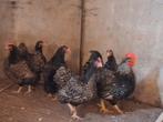 Barnevelder kriel Zilver 5 hennen en 1 haan, Meerdere dieren, Kip