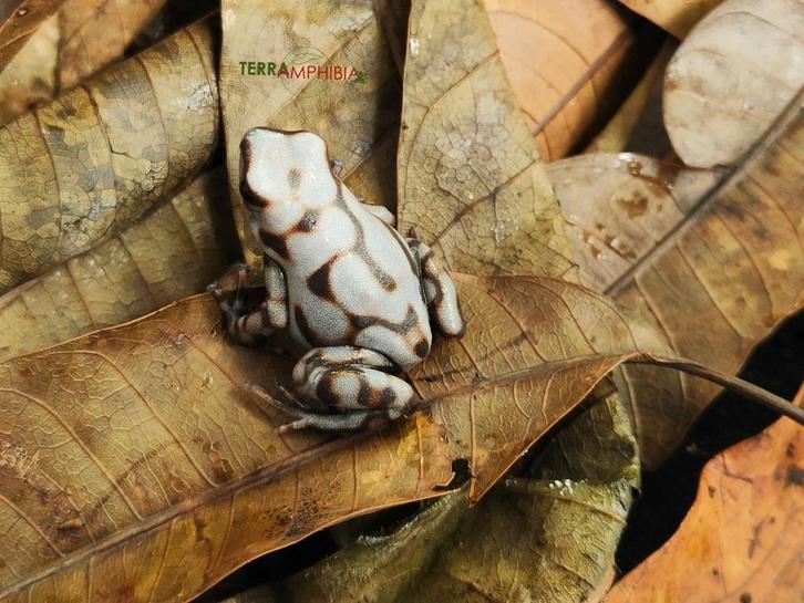Dendrobates auratus verschillende soorten, Dieren en Toebehoren, Reptielen en Amfibieën, Amfibie, 0 tot 2 jaar