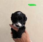 Maltipo pups, Rabiës (hondsdolheid), Overige rassen, 8 tot 15 weken, Meerdere