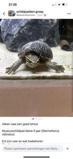 Muskusschildpad dame 5 jaar, Dieren en Toebehoren, Reptielen en Amfibieën, Schildpad, 3 tot 6 jaar