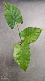 Alocasia Gageana Albo Variegata - diverse maten, Ophalen of Verzenden, Overige soorten, Minder dan 100 cm