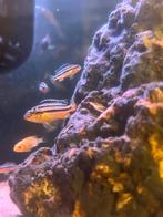Afrikaan cichlide, Dieren en Toebehoren, Vissen | Aquariumvissen, Vis, Zoutwatervis, Schoolvis
