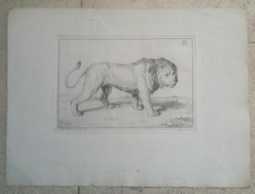 1) Receuïl de Lions - gravés B.Picart 1729 - Rembrandt (18x) beschikbaar voor biedingen