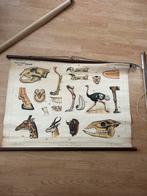 Antieke Schoolplaat savanne Kalahari giraffe struisvogel, Ophalen of Verzenden, Natuur en Biologie