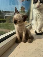 Siamees kittens 🥰, Kater, Ontwormd, 0 tot 2 jaar