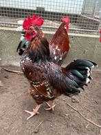 Blaze, mooie haan, Dieren en Toebehoren, Mannelijk, Kip