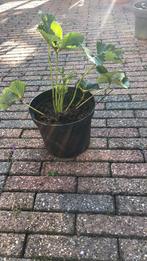 Mooie aardbei planten, Tuin en Terras, Planten | Tuinplanten, Ophalen of Verzenden, Zomer, Groenteplanten, Volle zon