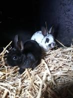 Mini Rex konijnen, Mannelijk, Dwerg, 0 tot 2 jaar