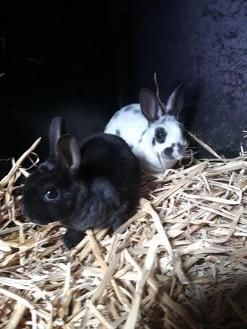 Mini Rex konijnen  beschikbaar voor biedingen