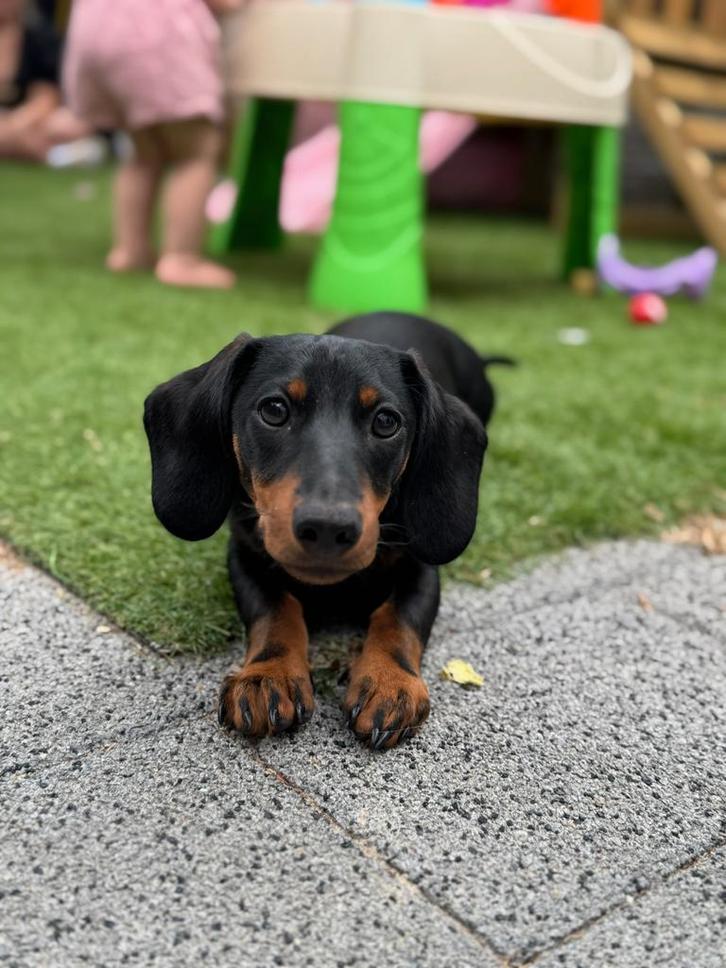 Dekreu aangeboden - dwergteckel, Dieren en Toebehoren, Honden-accessoires, Ophalen of Verzenden