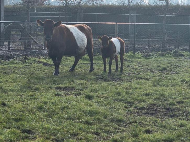 Rood lakenvelder kalf, Dieren en Toebehoren, Runderen, Mannelijk