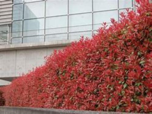 Photinia Red Robin (glansmispel) in diverse maten potkweek, Tuin en Terras, Planten | Tuinplanten, Klimplanten, Halfschaduw, Zomer