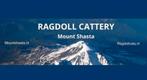 Ragdoll Dekkater Seal bicolor: Verdunning & Choc  -Stamboom, Dieren en Toebehoren