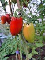Zaden tomaat zyska, Tuin en Terras, Verzenden, Volle zon