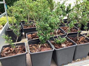 Ilex crenata haag Ilex 34 stuks haag struik buxus vervanger beschikbaar voor biedingen