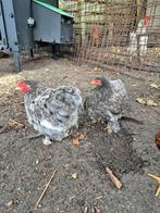 3 cochin kriel, Dieren en Toebehoren, Pluimvee