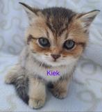 Golden shaded en Blue point kruising kittens te koop!, Dieren en Toebehoren, Meerdere dieren, Ontwormd, 0 tot 2 jaar