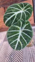 Alocasia Ninja Aurea/GoG variegata, Huis en Inrichting, Kamerplanten, Ophalen of Verzenden, Overige soorten, Minder dan 100 cm