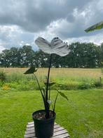 Colocasia esculenta ‘Fontanesii’ planten, Ophalen, Zomer, Overige soorten, Volle zon