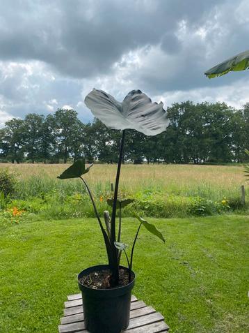 Colocasia esculenta ‘Fontanesii’ planten beschikbaar voor biedingen