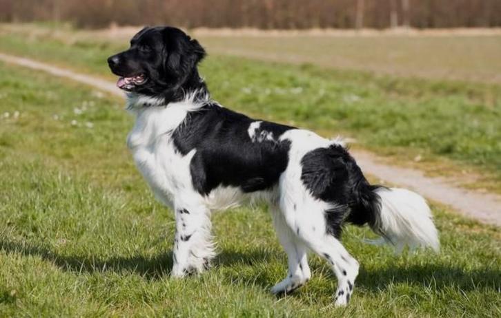 Gezocht: Friese Stabij of Labrador pup (of kruising daarvan), Dieren en Toebehoren, Honden-accessoires, Zo goed als nieuw, Ophalen