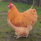 Orpington buff haan 2025, Dieren en Toebehoren, Pluimvee, Mannelijk, Kip
