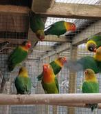 Fischeri koppel, Dieren en Toebehoren, Meerdere dieren, Dwergpapegaai of Agapornis