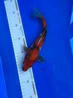 Showa, Karper of Koi