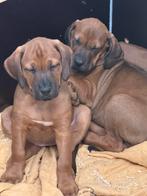 Rhodesian Ridgeback pups, Dieren en Toebehoren, Honden | Herdershonden en Veedrijvers, Rabiës (hondsdolheid), Overige rassen, 8 tot 15 weken