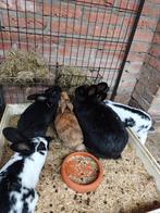 Californian x Lotharinger konijnen, Meerdere dieren, Groot