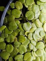 Kikkerbeet, Dieren en Toebehoren, Vissen | Aquariumvissen, Kreeft, Krab of Garnaal