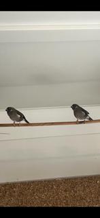 vogels, Dieren en Toebehoren, Vogels | Overige Vogels, Meerdere dieren, Tropenvogel, Geringd