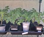 Planten, Ophalen, Volle zon, Groenteplanten, Eenjarig