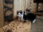 kitten kittens jonge poesjes poesje, Poes, Ontwormd