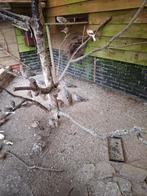 Australische kuifduif, Dieren en Toebehoren, Pluimvee, Meerdere dieren, Eend