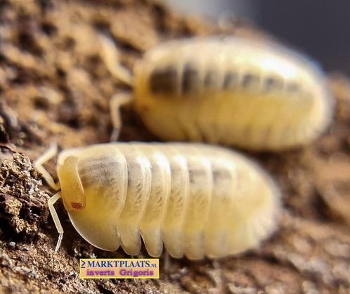 Cubaris sp. ‘Red Edge Albino’ isopods / pissebedden, Dieren en Toebehoren, Insecten en Spinnen, Overige soorten