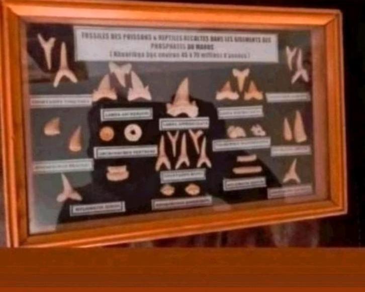 Fossielen van vissen en reptielen uit Marokko, Verzamelen, Mineralen en Fossielen, Fossiel, Ophalen of Verzenden