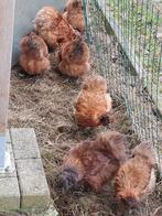 Zijdehoen hennen rood bruin 2025