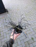 Ophiopogon planiscapus 'Niger', Ophalen, Siergrassen, Volle zon